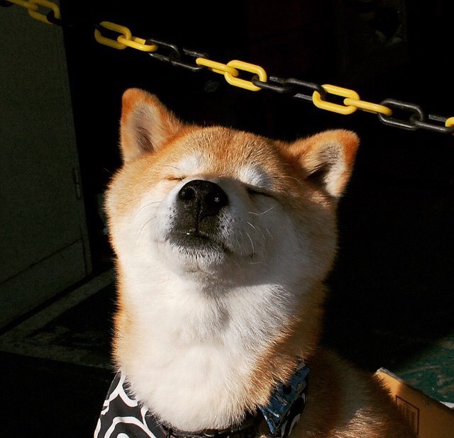 澳大利亚队在国际乒联混合团体世界杯中的表现可圈可点，国际乒联澳大利亚公开赛