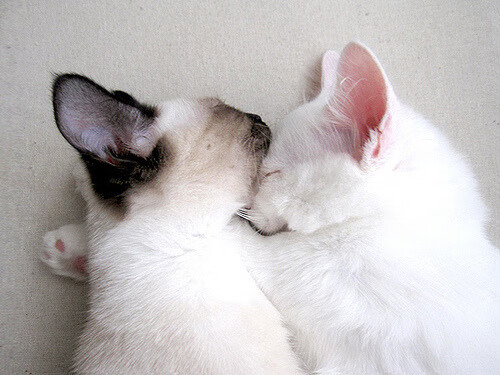 后备实力主要来自国内冠军俱乐部 Staouéli FT,冠军后卫