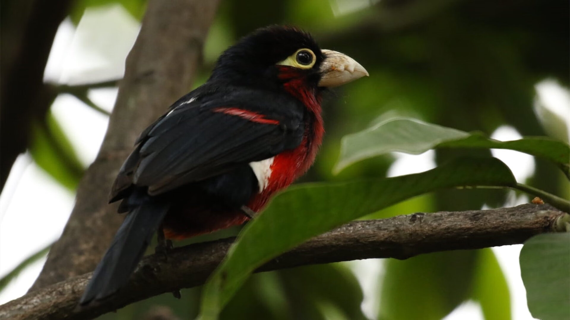 中乙球队与地方广播合作共同推广比赛内容